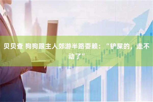 贝贝查 狗狗跟主人郊游半路耍赖：“铲屎的，走不动了”
